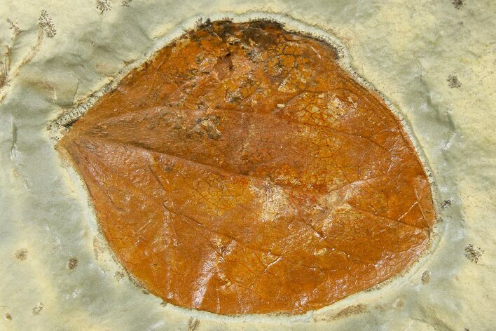 Paleocene Fossil Leaf (Zizyphoides) - Montana #377919
